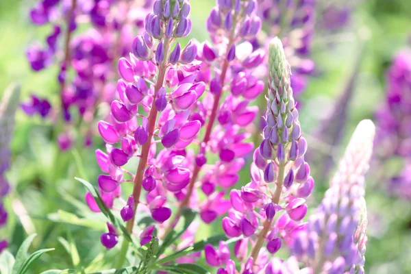 Lupin, lupin, champ de lupin avec des fleurs roses violettes et bleues — Photo