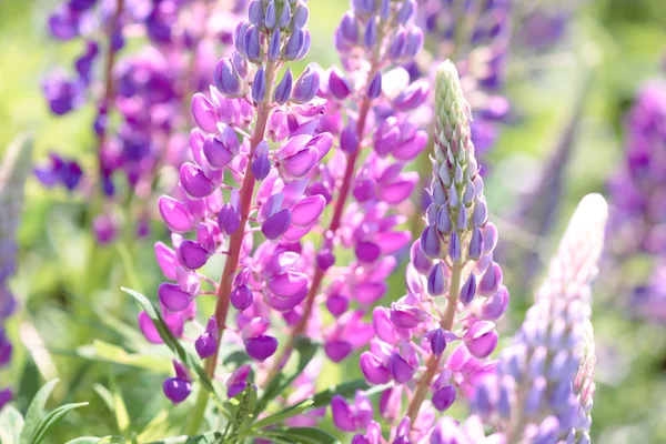 Lupinus, lupin, Lupin fältet med rosa lila och blå blommor — Stockfoto
