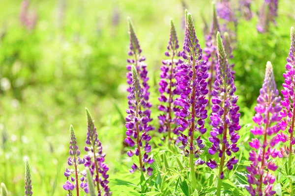 Lupino, altramuz, campo de altramuz con flores rosa púrpura y azul — Foto de Stock