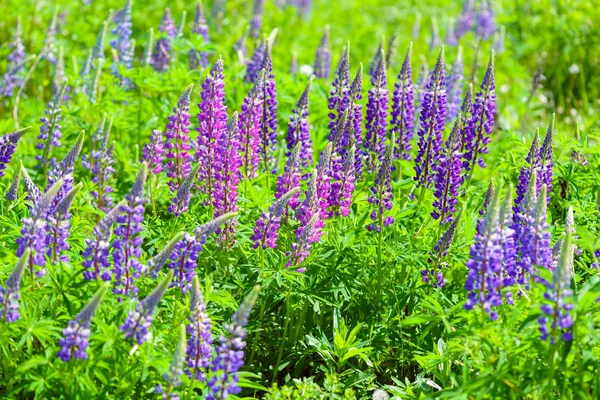 Lupino, tremoço, campo de tremoço com flores roxas e azuis rosa — Fotografia de Stock