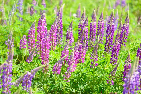 Lupinus, lupine, lupine field met roze paars en blauwe bloemen — Stockfoto