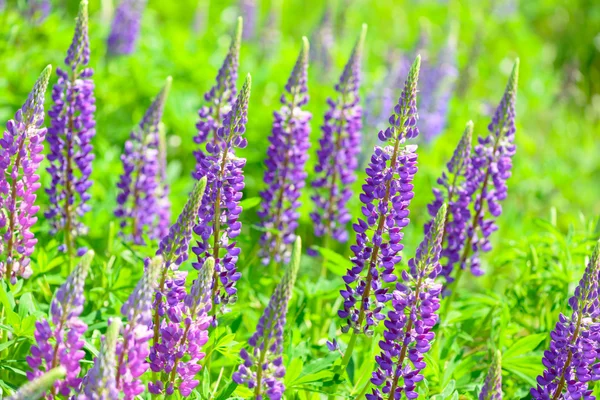 Lupinus, lupin, Lupin fältet med rosa lila och blå blommor — Stockfoto