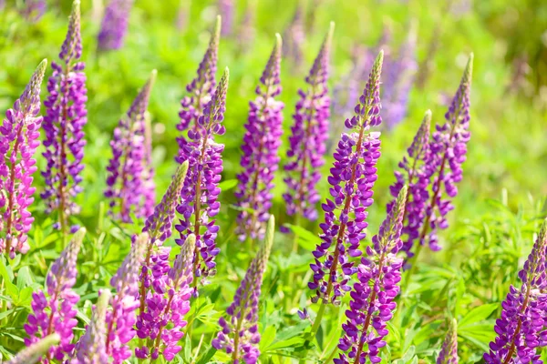 Lupino, altramuz, campo de altramuz con flores rosa púrpura y azul —  Fotos de Stock