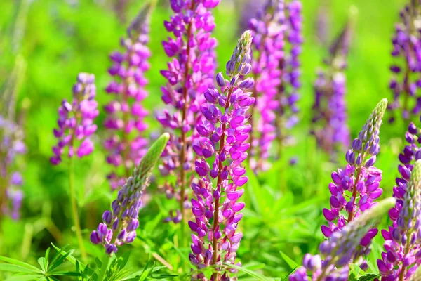 Lupino, altramuz, campo de altramuz con flores rosa púrpura y azul — Foto de Stock