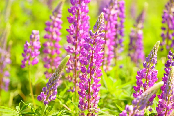 Lupinus, lupin, lupine field with pink purple and blue flowers — Stock Photo, Image