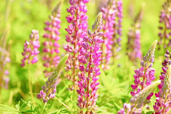 Lupinus, Lupine, Lupinenfeld mit rosa lila und blauen Blüten — Stockfoto