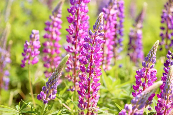 Lupino, altramuz, campo de altramuz con flores rosa púrpura y azul — Foto de Stock