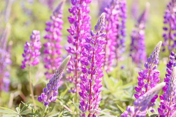 Lupinus, lupin, lupinåker med rosa lilla og blå blomster – stockfoto