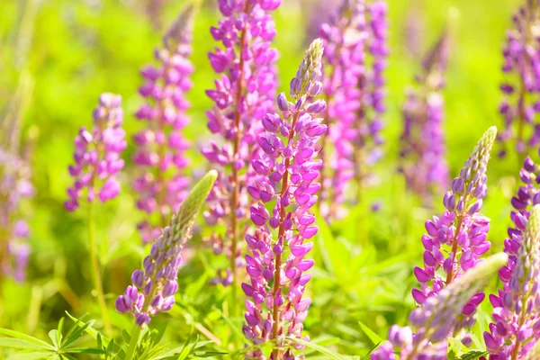 Lupino, altramuz, campo de altramuz con flores rosa púrpura y azul — Foto de Stock