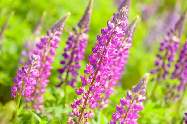 Lupinus, lupin, Lupin fältet med rosa lila och blå blommor — Stockfoto