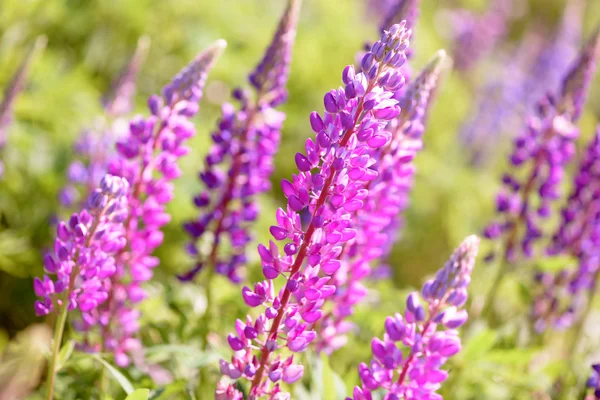 Lupino, tremoço, campo de tremoço com flores roxas e azuis rosa — Fotografia de Stock