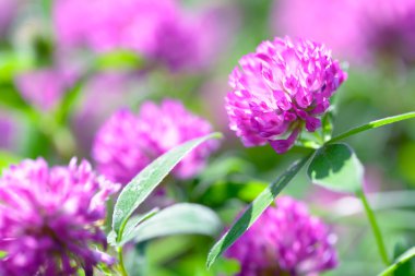 yonca çiçek alanı