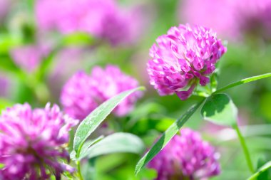 yonca çiçek alanı