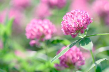 yonca çiçek alanı