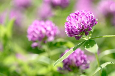 yonca çiçek alanı