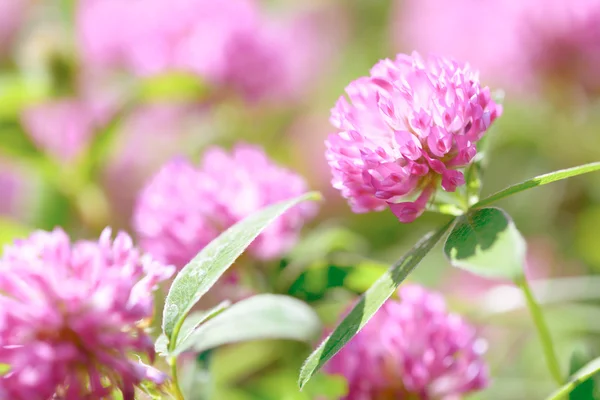 Clover blommor fält — Stockfoto