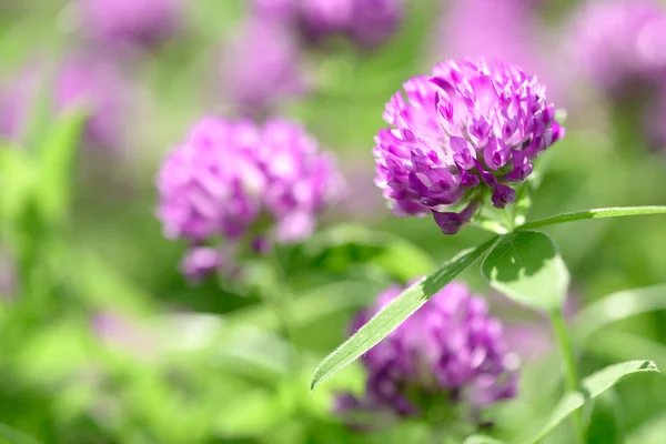 Campo de flores trevo — Fotografia de Stock