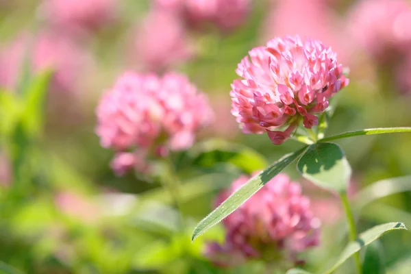 Campo de flores trevo — Fotografia de Stock