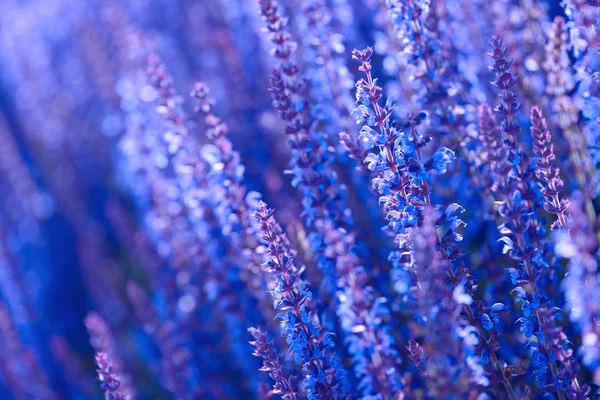 Lavendel blommor fält — Stockfoto