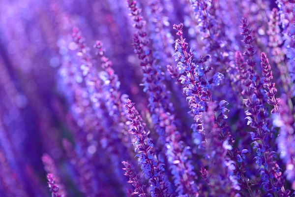 Campo de flores lavanda —  Fotos de Stock