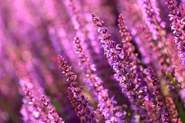 Lavender Flowers Field — Stock Photo, Image