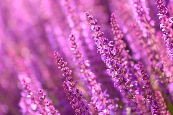 Lavendel blommor fält — Stockfoto