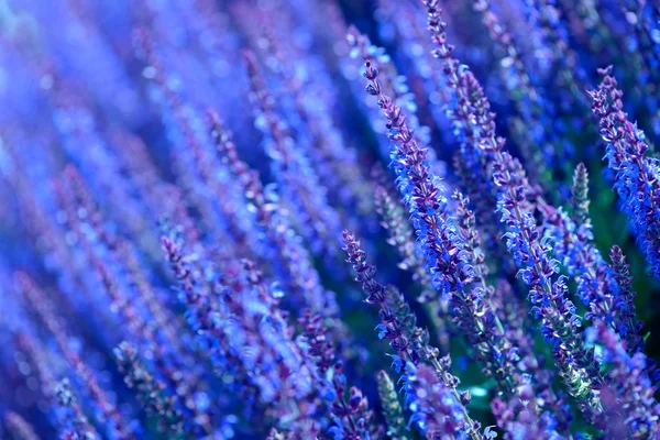 Campo de flores de lavanda — Fotografia de Stock