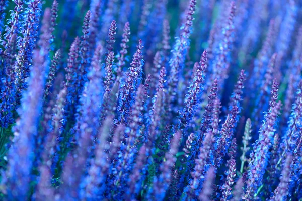 Lavendel blommor fält — Stockfoto