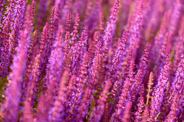 Lavender Λουλούδια Πεδίο Φόντο — Φωτογραφία Αρχείου
