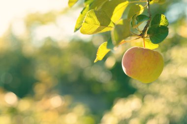 Olgun kırmızı, yeşil ve sarı elma ile elma ağacı dalı yapraklarda