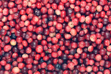 Kırmızı olgun kızılcık arka plan. Fuska foxberry çilek