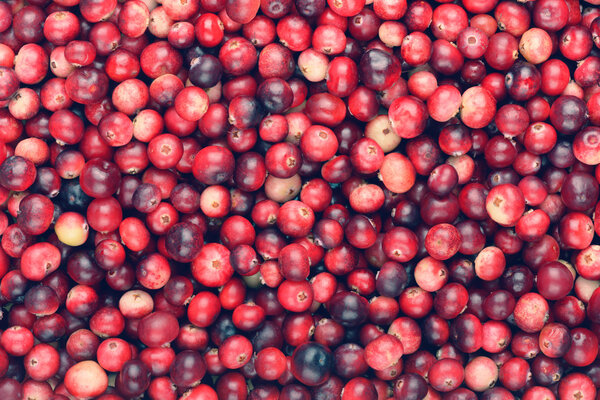 Red ripe cranberries background. Cowberry foxberry berries