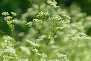 Çiçek tarlasını canlandırın. Yiyecek ve içecekler. Taze tıbbi bitki. Mevsimlik arka plan. Güneşli yaz gününde çiçek açan anason alan arkaplanı.