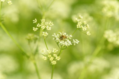 Arı bal için polen topluyor. Çiçek tarlasını canlandırın. Yiyecek ve içecekler. Taze tıbbi bitki. Mevsimlik arka plan. Güneşli yaz gününde çiçek açan anason alan arkaplanı.