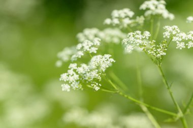 Çiçek tarlasını canlandırın. Yiyecek ve içecekler. Taze tıbbi bitki. Mevsimlik arka plan. Güneşli yaz gününde çiçek açan anason alan arkaplanı.
