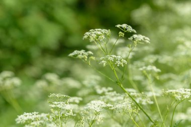 Çiçek tarlasını canlandırın. Yiyecek ve içecekler. Taze tıbbi bitki. Mevsimlik arka plan. Güneşli yaz gününde çiçek açan anason alan arkaplanı.