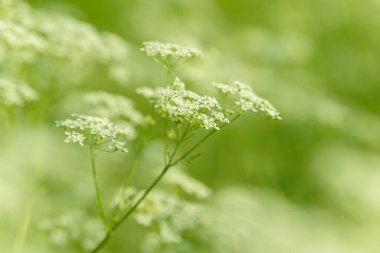 Çiçek tarlasını canlandırın. Yiyecek ve içecekler. Taze tıbbi bitki. Mevsimlik arka plan. Güneşli yaz gününde çiçek açan anason alan arkaplanı.