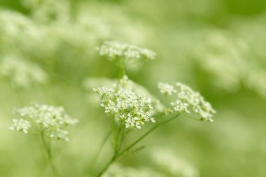 Çiçek tarlasını canlandırın. Yiyecek ve içecekler. Taze tıbbi bitki. Mevsimlik arka plan. Güneşli yaz gününde çiçek açan anason alan arkaplanı.
