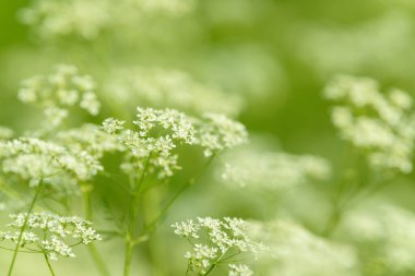 Çiçek tarlasını canlandırın. Yiyecek ve içecekler. Taze tıbbi bitki. Mevsimlik arka plan. Güneşli yaz gününde çiçek açan anason alan arkaplanı.