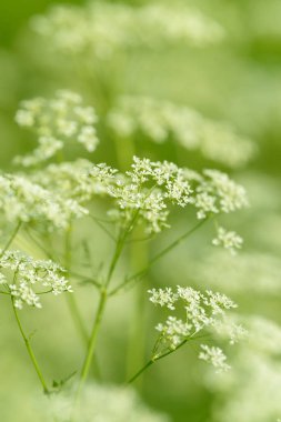 Çiçek tarlasını canlandırın. Yiyecek ve içecekler. Taze tıbbi bitki. Mevsimlik arka plan. Güneşli yaz gününde çiçek açan anason alan arkaplanı.