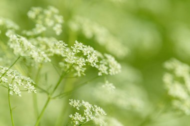 Çiçek tarlasını canlandırın. Yiyecek ve içecekler. Taze tıbbi bitki. Mevsimlik arka plan. Güneşli yaz gününde çiçek açan anason alan arkaplanı.