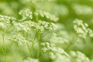 Çiçek tarlasını canlandırın. Yiyecek ve içecekler. Taze tıbbi bitki. Mevsimlik arka plan. Güneşli yaz gününde çiçek açan anason alan arkaplanı.