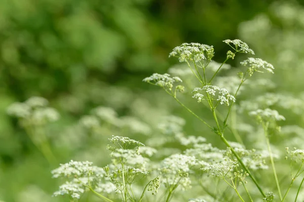 Çiçek tarlasını canlandırın. Yiyecek ve içecekler. Taze tıbbi bitki. Mevsimlik arka plan. Güneşli yaz gününde çiçek açan anason alan arkaplanı.