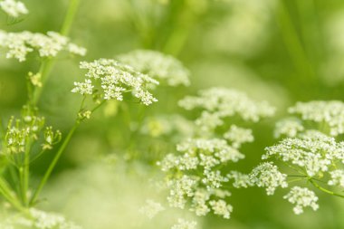 Çiçek tarlasını canlandırın. Yiyecek ve içecekler. Taze tıbbi bitki. Mevsimlik arka plan. Güneşli yaz gününde çiçek açan anason alan arkaplanı.
