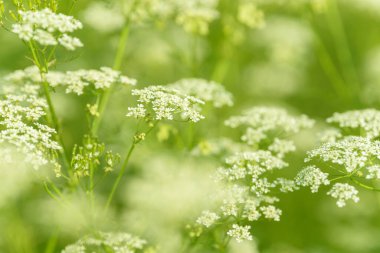 Çiçek tarlasını canlandırın. Yiyecek ve içecekler. Taze tıbbi bitki. Mevsimlik arka plan. Güneşli yaz gününde çiçek açan anason alan arkaplanı.