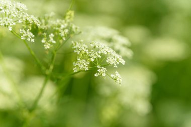 Çiçek tarlasını canlandırın. Yiyecek ve içecekler. Taze tıbbi bitki. Mevsimlik arka plan. Güneşli yaz gününde çiçek açan anason alan arkaplanı.