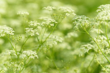 Çiçek tarlasını canlandırın. Yiyecek ve içecekler. Taze tıbbi bitki. Mevsimlik arka plan. Güneşli yaz gününde çiçek açan anason alan arkaplanı.