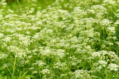 Çiçek tarlasını canlandırın. Yiyecek ve içecekler. Taze tıbbi bitki. Mevsimlik arka plan. Güneşli yaz gününde çiçek açan anason alan arkaplanı.