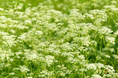Çiçek tarlasını canlandırın. Yiyecek ve içecekler. Taze tıbbi bitki. Mevsimlik arka plan. Güneşli yaz gününde çiçek açan anason alan arkaplanı.