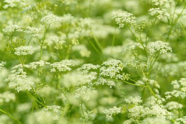 Çiçek tarlasını canlandırın. Yiyecek ve içecekler. Taze tıbbi bitki. Mevsimlik arka plan. Güneşli yaz gününde çiçek açan anason alan arkaplanı.